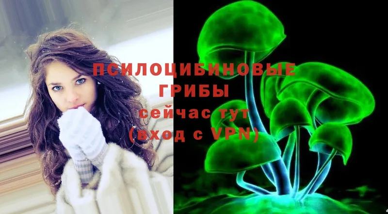 hydra ссылки  Покров  Галлюциногенные грибы Psilocybe 